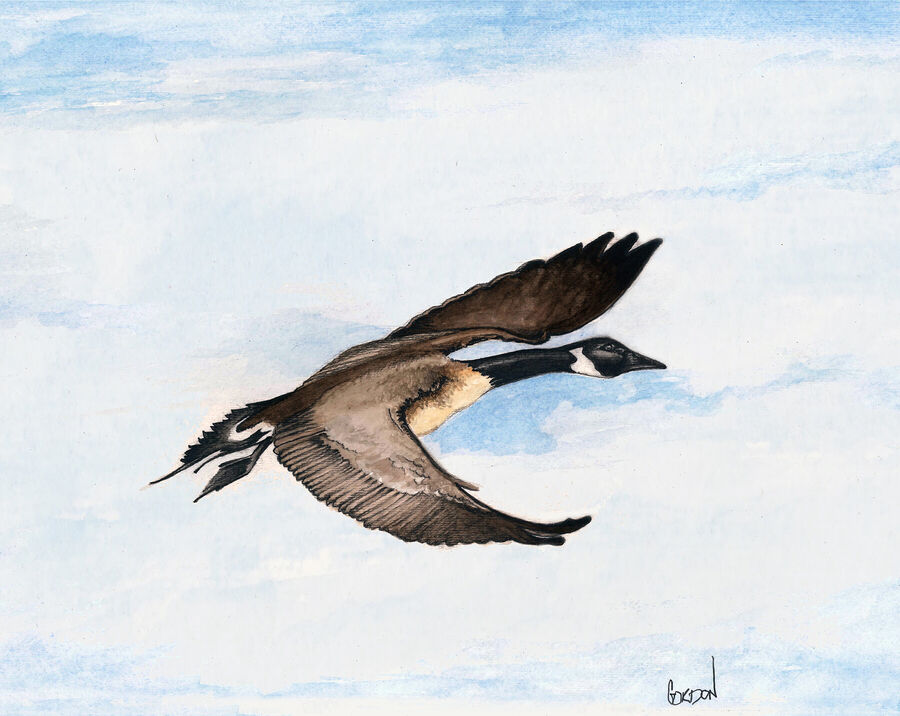 Outer Banks Artist Goose