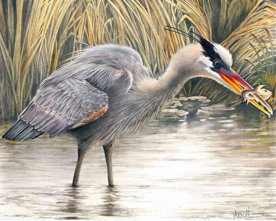 Outer Banks Artist Heron