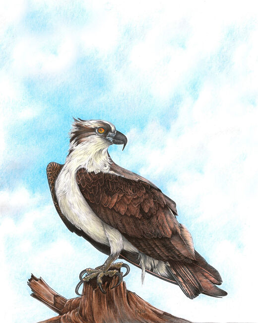 Outer Banks Artist Osprey