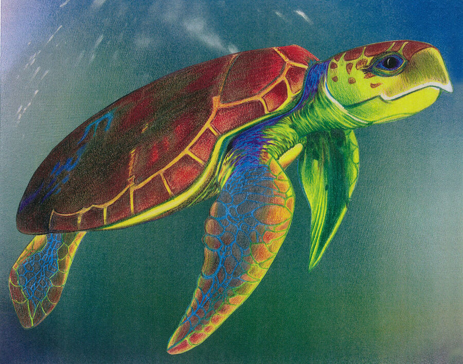 Outer Banks Artist Turtle